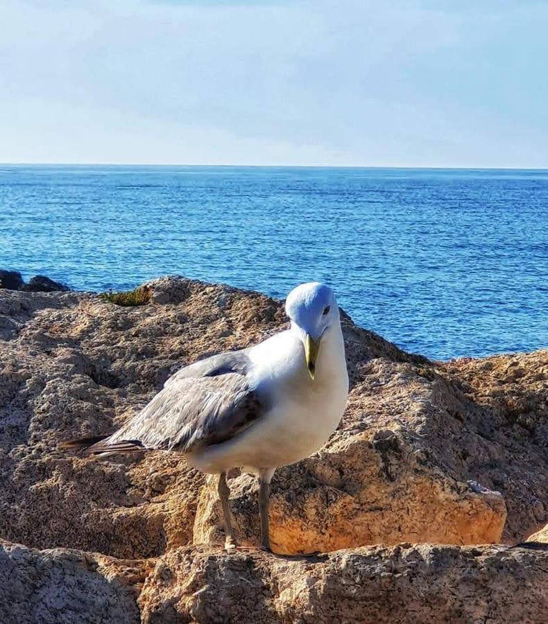 Comodo Apartamento Cerca Del Mar Santa Pola Bagian luar foto